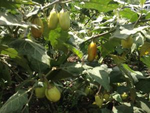 eggplant grown by Embaraga women's cooperative in Musanze, Rwanda